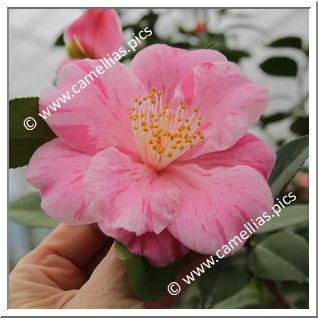 Camellia Hybride 'Mino-no-kaori'