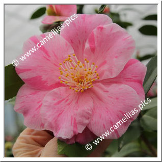 Camellia Hybride 'Mino-no-kaori'