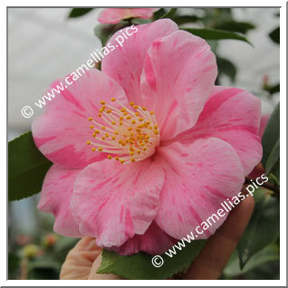 Camellia Hybride 'Mino-no-kaori'