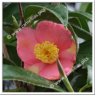 Camellia Botanique 'C. minor '