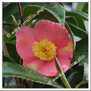 Camellia Species C. minor