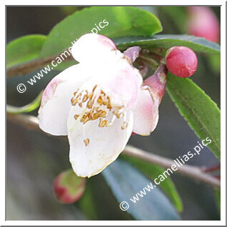 Camellia Botanique C. minutiflora