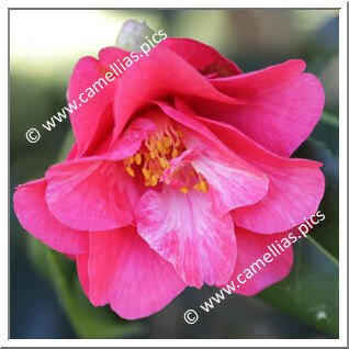 Camellia Hybrid C.x williamsii 'Mirage'