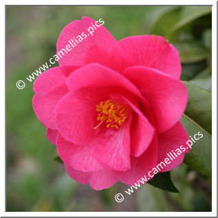 Camellia Hybride C.x williamsii 'Mirage'