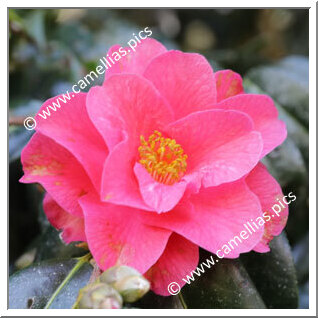 Camellia Hybrid C.x williamsii 'Mirage'