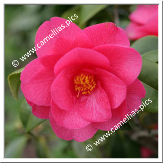 Camellia Hybrid C.x williamsii 'Mirage'