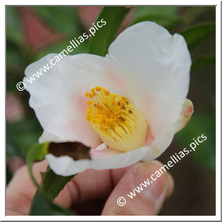 Camellia Wabisuke 'Mishô'