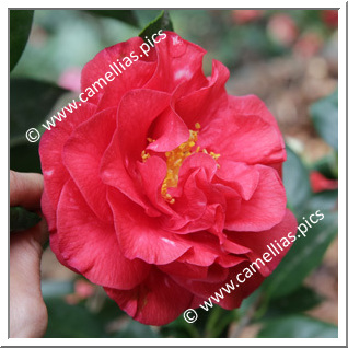 Camellia Japonica 'Miss Charleston'