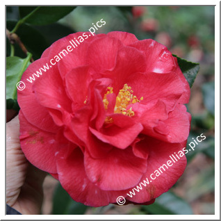Camellia Japonica 'Miss Charleston'