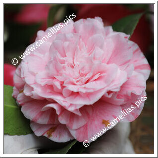 Camellia Japonica 'Miss Minnie Merritt'