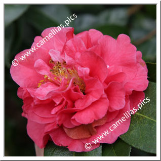 Camellia Reticulata 'Miss Tulare'