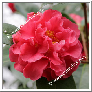 Camellia Reticulata 'Miss Tulare'