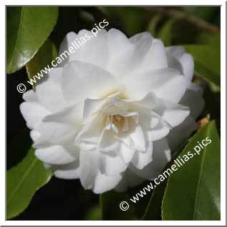 Camellia Japonica 'Miss Universe'