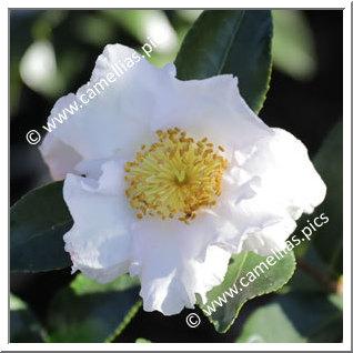 Camellia Sasanqua 'Misty Moon'