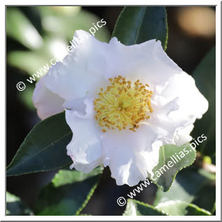 Camellia Sasanqua 'Misty Moon'