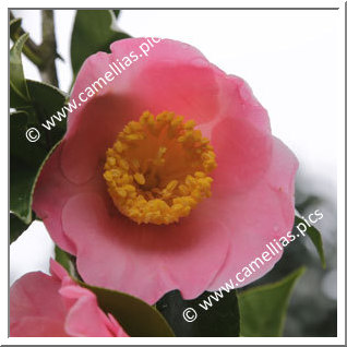 Camellia Japonica 'Mitono'