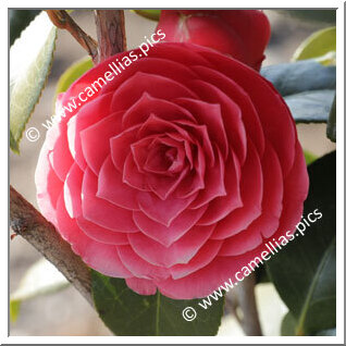 Camellia Japonica 'Mitronesson'