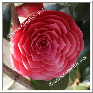 Camellia Japonica 'Mitronesson'