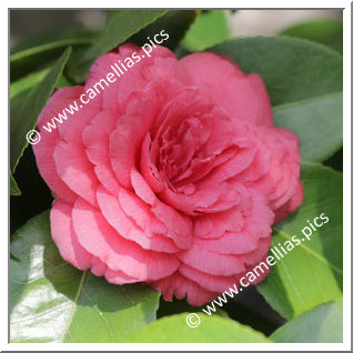 Camellia Japonica 'Mitronesson Vera'