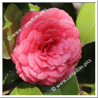 Camellia Japonica 'Mitronesson Vera'