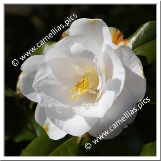 Camellia Japonica 'Miyabi'