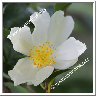 Camellia Species 'C. miyagii'