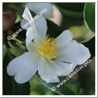 Camellia Species C. miyagii