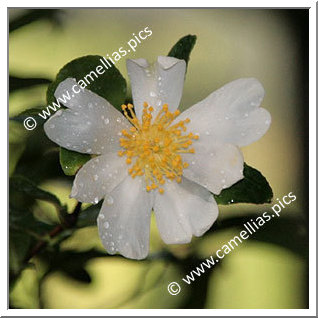 Camellia Botanique C. miyagii