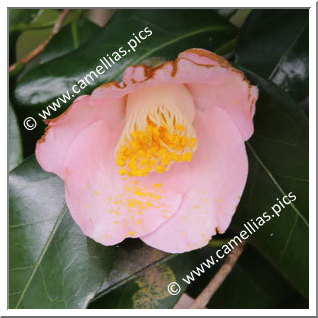 Camellia Japonica 'Miyake-chidori'