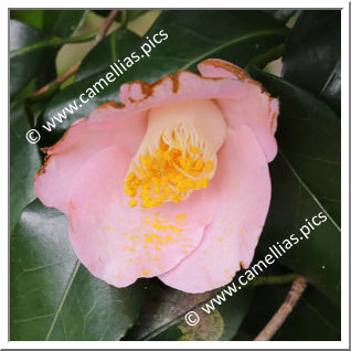 Camellia Japonica 'Miyake-chidori'