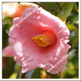 Camellia Japonica 'Miyake-fujimomo'