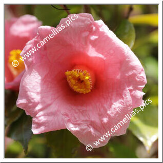 Camellia Japonica 'Miyake-fujimomo'