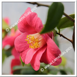 Camellia Japonica 'Miyake-murasaki'