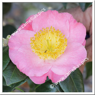 Camellia Camellia Japonica de Higo 'Miyako-no-haru'