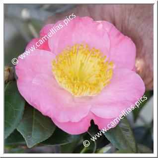 Camellia Camellia Japonica de Higo 'Miyako-no-haru'