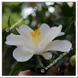 Camellia Japonica 'Miyakodori'