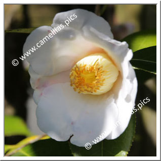 Camellia Wabisuke 'Miyo-no-sakae'