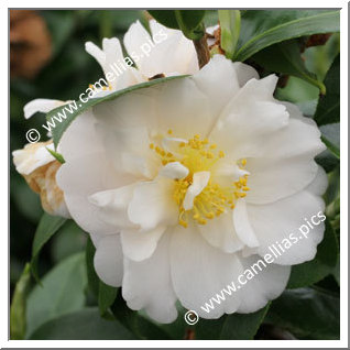 Camellia Japonica 'Mizuyoshi'