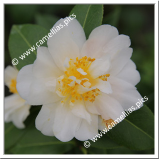 Camellia Japonica 'Mizuyoshi'