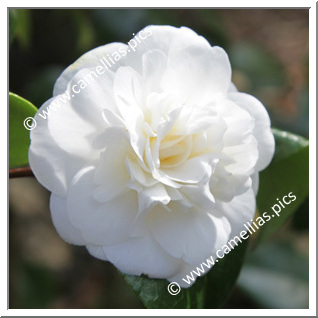 Camellia Japonica 'Madame Charles Blard'