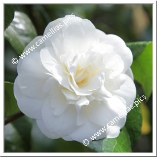 Camellia Japonica 'Madame Charles Blard'