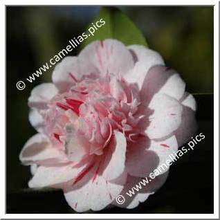 Camellia Japonica 'Modern Art'
