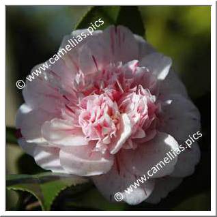 Camellia Japonica 'Modern Art'