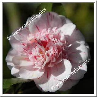 Camellia Japonica 'Modern Art'