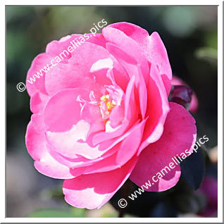 Camellia Japonica 'Modesto'