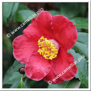 Camellia Japonica 'Moisa'