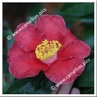 Camellia Japonica 'Moisa'