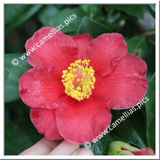 Camellia Japonica 'Moisa'