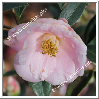 Camellia Hybrid C.x williamsii 'Molène '