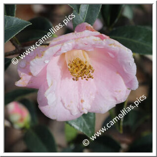 Camellia Hybrid C.x williamsii 'Molène '
